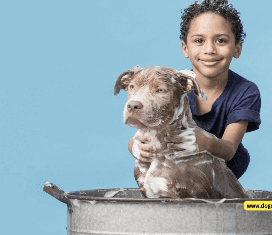How Often Should You Bathe Your Dog? + 8 Simple Tips How Often Should You Bathe Your Dog?