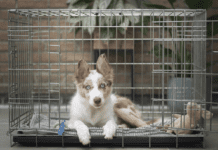 Transporting Your Pet in the UK: A Comprehensive Guide for Relocating Transporting Your Pet in the UK: A Comprehensive Guide for Relocating