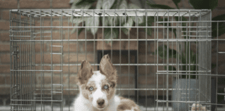 Transporting Your Pet in the UK: A Comprehensive Guide for Relocating Transporting Your Pet in the UK: A Comprehensive Guide for Relocating
