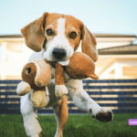 Top 20 best selling products for dogs and pets