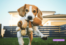 Top 10 best selling products for dogs and pets Top 20 best selling products for dogs and pets