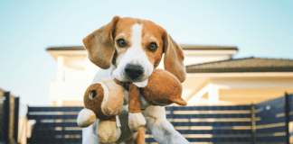 Top 10 best selling products for dogs and pets Top 20 best selling products for dogs and pets