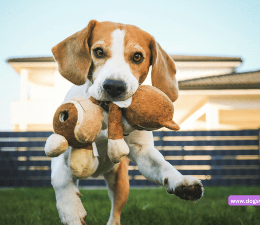 Top 10 best selling products for dogs and pets Top 20 best selling products for dogs and pets