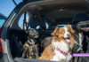 Car Insurance Discounts for Pet Owners: How to Save Big Car Insurance Discounts for Pet Owners: How to Save Big