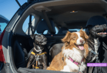 Car Insurance Discounts for Pet Owners: How to Save Big Car Insurance Discounts for Pet Owners: How to Save Big