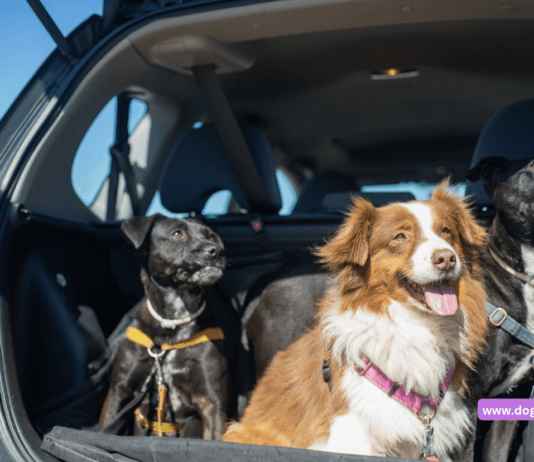 Car Insurance Discounts for Pet Owners: How to Save Big Car Insurance Discounts for Pet Owners: How to Save Big