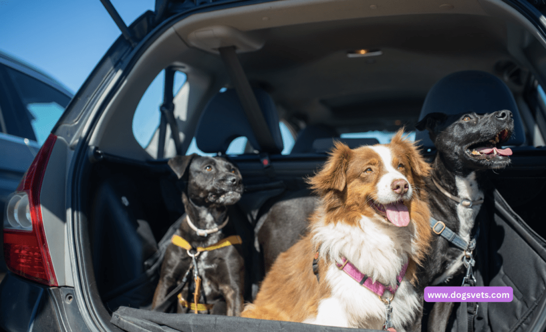 Car Insurance Discounts for Pet Owners: How to Save Big