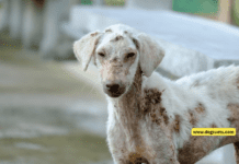 Understanding Skin Allergies in Dogs + Symptoms & Tips (contributor guidelines) Understanding Skin Allergies in Dogs