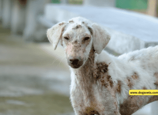 Understanding Skin Allergies in Dogs + Symptoms & Tips (contributor guidelines) Understanding Skin Allergies in Dogs