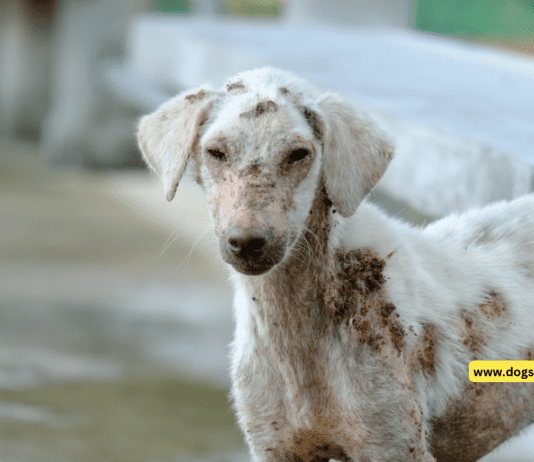 Understanding Skin Allergies in Dogs + Symptoms & Tips (contributor guidelines) Understanding Skin Allergies in Dogs