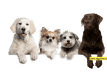 Short-Term and Long-Term Overnight Dog Boarding Short-Term and Long-Term Overnight Dog Boarding