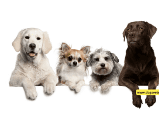 Short-Term and Long-Term Overnight Dog Boarding Short-Term and Long-Term Overnight Dog Boarding