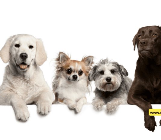 Short-Term and Long-Term Overnight Dog Boarding Short-Term and Long-Term Overnight Dog Boarding