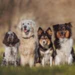 What are the most popular dog breeds for families?