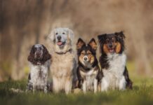 What are the most popular dog breeds for families? What are the most popular dog breeds for families?