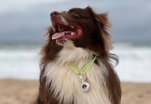 Sleepets Dog Tag Tracker Review: Like an Apple AirTag (no subscription) Sleepets Dog Tag Tracker Review: Like an Apple AirTag (no subscription)
