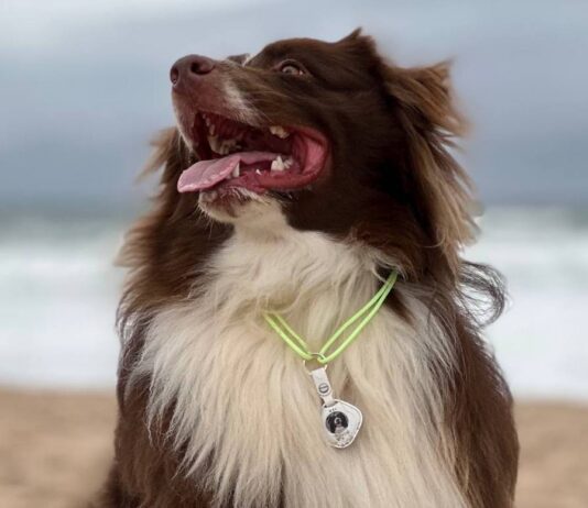 Sleepets Dog Tag Tracker Review: Like an Apple AirTag (no subscription) Sleepets Dog Tag Tracker Review: Like an Apple AirTag (no subscription)