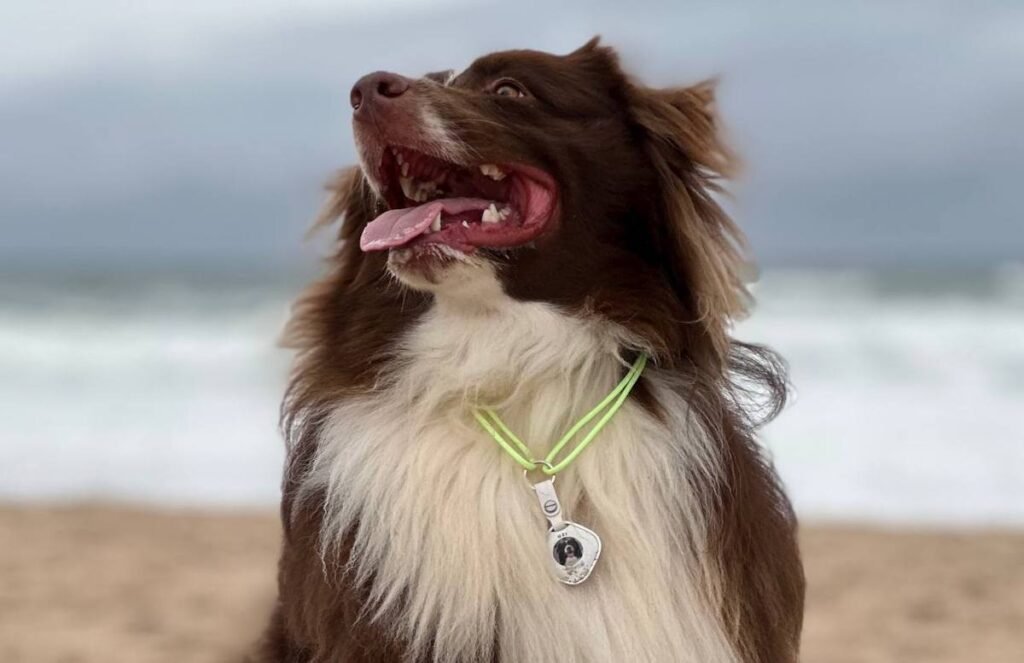 Sleepets Dog Tag Tracker Review: Like an Apple AirTag (no subscription) 