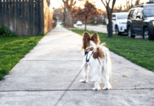 The Dog Days of Litigation: Strategies for Owners in Trouble The Dog Days of Litigation: Strategies for Owners in Trouble