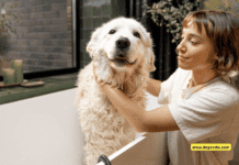 How to Properly Wash a Dog’s Paws How to Properly Wash a Dog's Paws