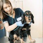 List of Most Common Diseases in Dogs? Symptoms + Treatment What is the Most Common Disease in Dogs? Symptoms + Treatment