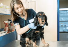 List of Most Common Diseases in Dogs? Symptoms + Treatment What is the Most Common Disease in Dogs? Symptoms + Treatment