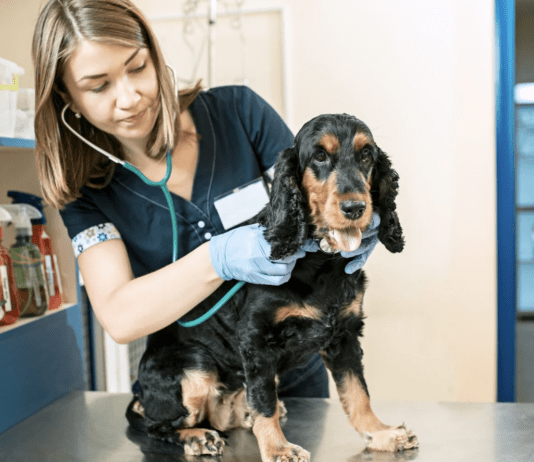 List of Most Common Diseases in Dogs? Symptoms + Treatment What is the Most Common Disease in Dogs? Symptoms + Treatment