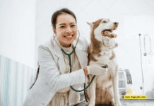 Which Dog is Best for Doctors? + Top 5 Breeds Which Dog is Best for Doctors? 5 Tips to Know