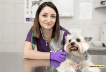 Tips for Safeguarding Your Dog’s Health and Your Finances Tips for Safeguarding Your Dog’s Health and Your Finances