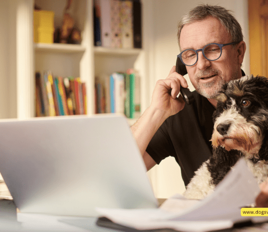 How to Work Remotely with Your Dog – 5 Tips to Know How to Work Remotely with Your Dog - 5 Tips to Know
