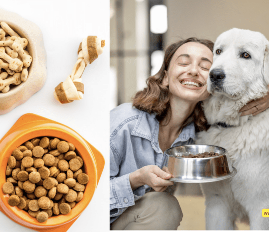Top 10 Best Dry Dog Food + 4 Tips to Consider Top 10 Best Dry Dog Food + 4 Tips to Consider