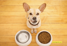 Top 10 Foods A Dog Should Never Eat + Important Tips to Know Top 10 Foods A Dog Should Never Eat + 10 Tips to Know