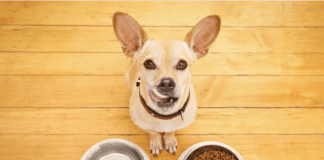 Top 10 Foods A Dog Should Never Eat + Important Tips to Know Top 10 Foods A Dog Should Never Eat + 10 Tips to Know