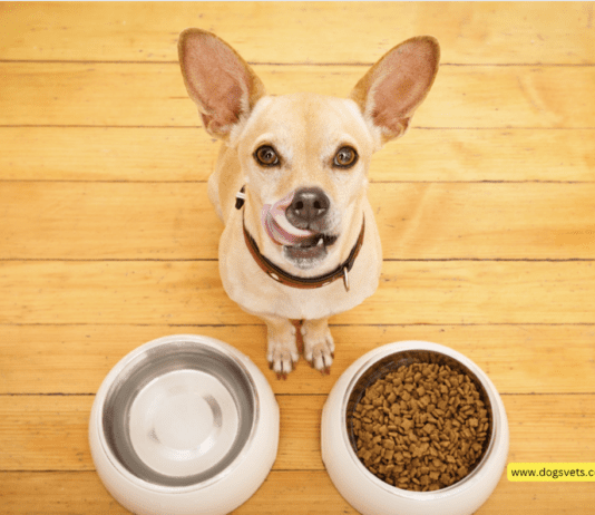 Top 10 Foods A Dog Should Never Eat + Important Tips to Know Top 10 Foods A Dog Should Never Eat + 10 Tips to Know