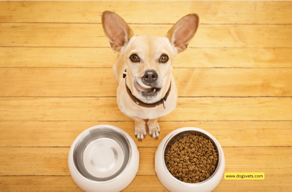 Top 10 Foods A Dog Should Never Eat + 10 Tips to Know