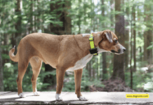 How Do Dog Tracker Tags Work? 10 Tips to Know How Do Dog Tracker Tags Work? 10 Tips to Know