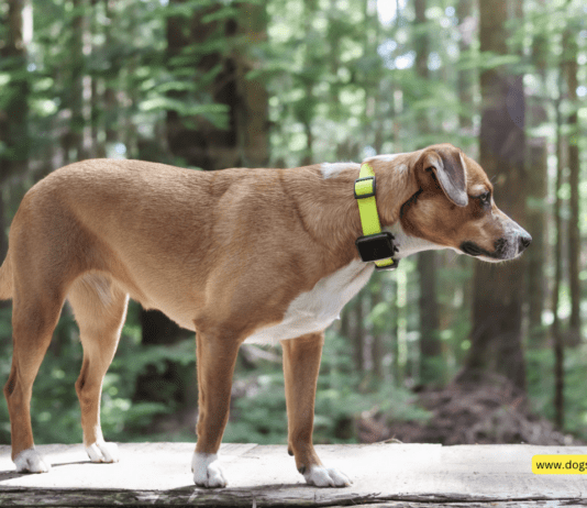 How Do Dog Tracker Tags Work? 10 Tips to Know How Do Dog Tracker Tags Work? 10 Tips to Know