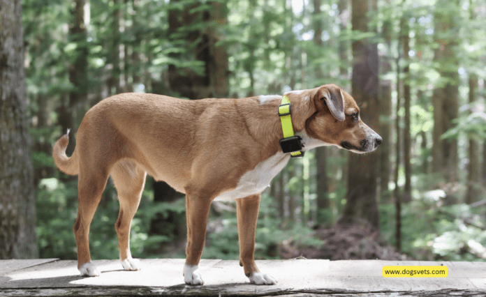 How Do Dog Tracker Tags Work? 10 Tips to Know