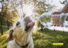 Bark Bright, Drink Right: A Guide to Dog-Friendly Water Safety