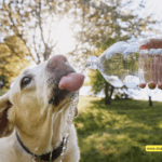 Bark Bright, Drink Right: A Guide to Dog-Friendly Water Safety Bark Bright, Drink Right: A Guide to Dog-Friendly Water Safety