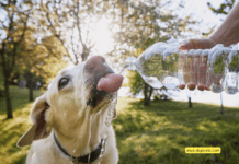 Bark Bright, Drink Right: A Guide to Dog-Friendly Water Safety Bark Bright, Drink Right: A Guide to Dog-Friendly Water Safety