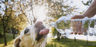 Bark Bright, Drink Right: A Guide to Dog-Friendly Water Safety Bark Bright, Drink Right: A Guide to Dog-Friendly Water Safety