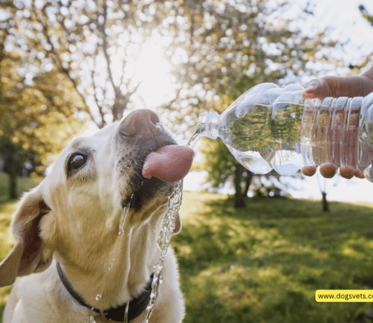 Bark Bright, Drink Right: A Guide to Dog-Friendly Water Safety Bark Bright, Drink Right: A Guide to Dog-Friendly Water Safety
