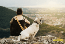 Best Dog Trackers Without Subscriptions + Pros and Cons Best Dog Trackers Without Subscriptions + Pros and Cons