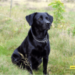 Why is the Black Labrador Dog so popular? Amazing Facts Why is the Black Labrador Dog so popular? Amazing Facts