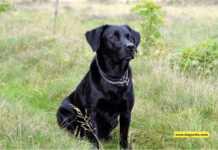 Why is the Black Labrador Dog so popular? Amazing Facts Why is the Black Labrador Dog so popular? Amazing Facts