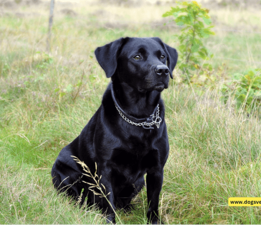 Why is the Black Labrador Dog so popular? Amazing Facts Why is the Black Labrador Dog so popular? Amazing Facts