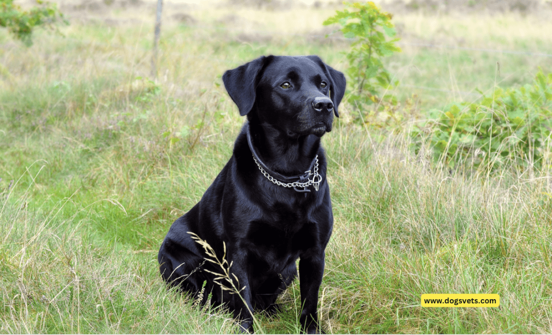 Why is the Black Labrador Dog so popular? Amazing Facts