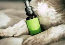 The Truth behind the effectiveness of CBD Tincture for Dogs The Truth behind the effectiveness of CBD Tincture for Dogs