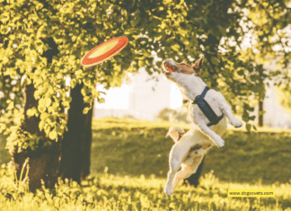 Sports Accessories For Dogs – The Ultimate Guide + 5 Tips To Know Sports Accessories For Dogs - The Ultimate Guide + 5 Tips To Know